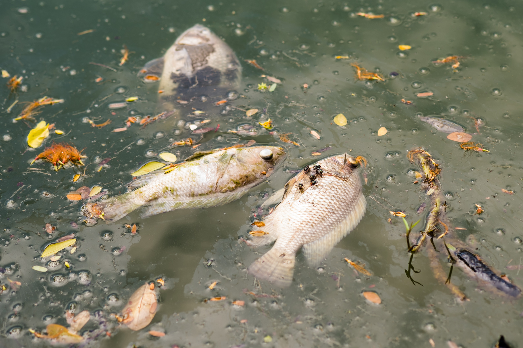 Doud Fësch Tote Fische